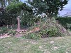 Gratis Brandhout, Tuin en Terras, Brandhout, Ophalen, Stammen