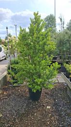 Ilex maximowocziana 'Kanehirae'. Haagplant