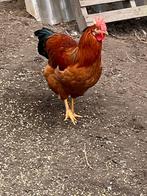 Jonge haan, Dieren en Toebehoren