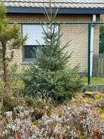 Kerstbomen, Tuin en Terras, Ophalen