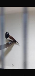 Koppel driekleurnon / lonchura malacca, Dieren en Toebehoren, Vogels | Overige Vogels, Meerdere dieren, Tropenvogel