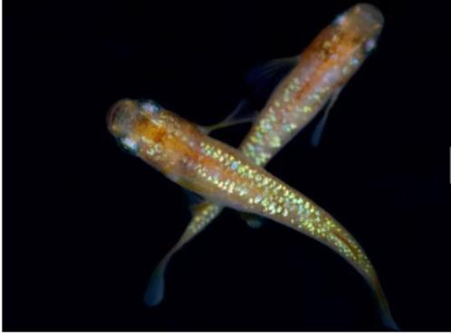 Medaka"s +20 soorten in bezit (PURE LIJNEN), Dieren en Toebehoren, Vissen | Aquariumvissen, Zoetwatervis