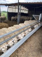 Rammen, Dieren en Toebehoren, Schapen, Geiten en Varkens