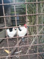 Poule de bresse trio, Dieren en Toebehoren, Pluimvee, Meerdere dieren, Kip