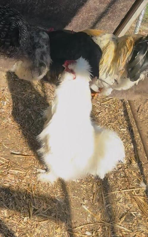 Zijdehoender haan 1 jaar, Dieren en Toebehoren, Pluimvee, Kip, Mannelijk