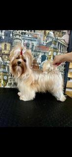 Bébés Yorkshire à la réservation, Autres races, 8 à 15 semaines, Plusieurs, Éleveur | Loisir