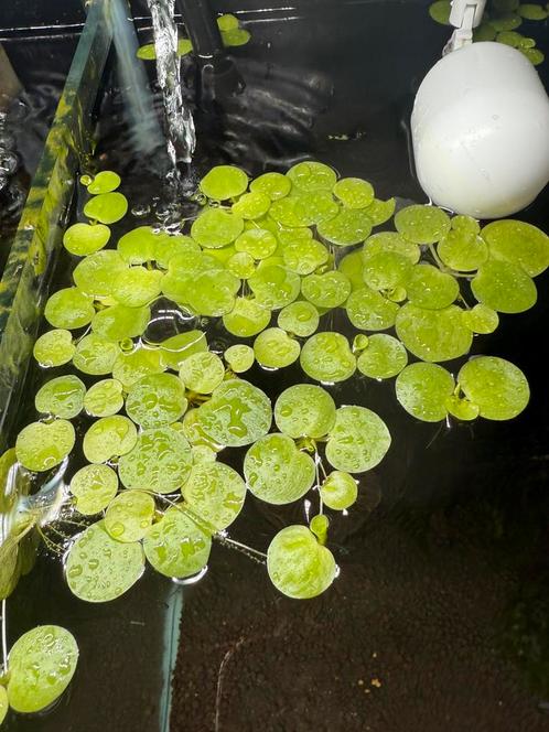 Amazone kikkerbeet, Dieren en Toebehoren, Vissen | Aquaria en Toebehoren, Ophalen of Verzenden