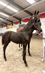 Prachtig merrie veulen met top afstamming, Dieren en Toebehoren, Merrie, Gechipt, Niet van toepassing, Dressuurpaard