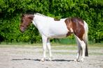4jarige D pony, Dieren en Toebehoren, Paarden, Merrie, Minder dan 160 cm, Zadelmak, 3 tot 6 jaar