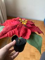 Plante artificielle, Enlèvement, Comme neuf