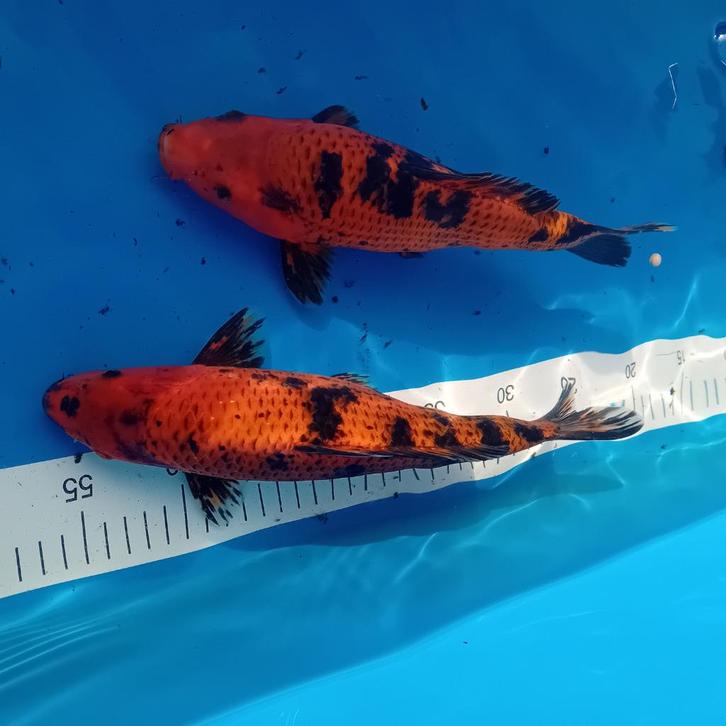 Jonge koi te koop – kweek 2024!, Dieren en Toebehoren, Vissen | Vijvervissen, Karper of Koi
