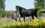 Projectpaard merrie, Dieren en Toebehoren, Merrie