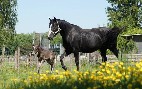 Projectpaard merrie, Dieren en Toebehoren, Paarden, Merrie