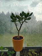 Crassula ovata, Tuin en Terras, Planten | Tuinplanten, Ophalen