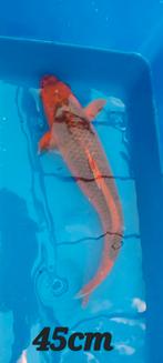 Koi japonais, Animaux & Accessoires