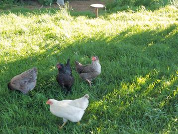 Poules pondeuses - 7 couleurs - habituées à marcher dehors disponible aux enchères