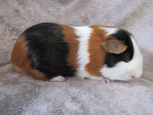 Leuke gladhaar teddydrager beer, Dieren en Toebehoren, Knaagdieren, Mannelijk, Cavia, April