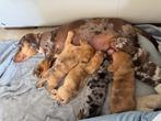 Prachtige dwergteckel pups, België, Fokker | Hobbymatig, 8 tot 15 weken, Korthaar