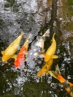 8 Koi vissen 20-50cm in goede gezondheid, Dieren en Toebehoren, Vissen | Vijvervissen, Karper of Koi