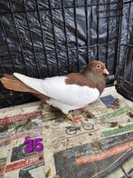 Ekster duiven, Dieren en Toebehoren