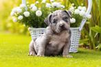 PRACHTIGE AMERICAN BULLY PUPS, België, Overige rassen, 8 tot 15 weken, CDV (hondenziekte)