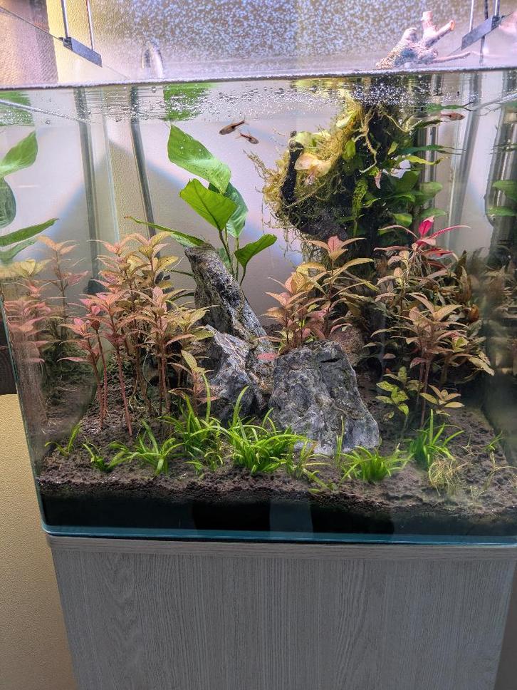 AQUARIUM COMPLET, Animaux & Accessoires, Poissons | Aquariums & Accessoires, Neuf, Aquarium d'eau douce rempli, Enlèvement