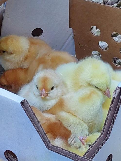 Vleeskuikens, kalkoenen, parelhoenders en legkuikens 3 april, Dieren en Toebehoren, Pluimvee, Meerdere dieren