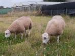 Dekram swifter ram lamram, Dieren en Toebehoren