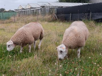 Dekram swifter ram lamram