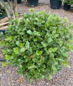 Quercus ilex -bol-, Tuin en Terras, Ophalen