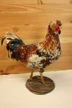Taxidermie - Opgezette grote haan, Collections, Collections Animaux, Enlèvement ou Envoi