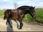 Mooie 9 jarige pre merrie, Dieren en Toebehoren, Paarden, Merrie, Gechipt, L, 7 tot 10 jaar