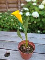 Calla Zantedeschia Aronskelk, Ophalen of Verzenden