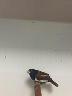2-1 driekleur non ( in nl ), Meerdere dieren, Tropenvogel