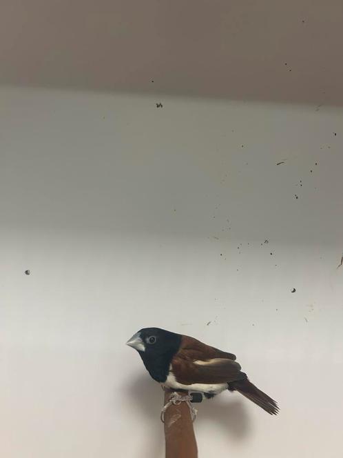 2-1 driekleur non ( in nl ), Dieren en Toebehoren, Vogels | Overige Vogels, Tropenvogel, Meerdere dieren