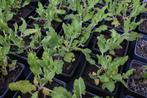 Salvia nemorosa 'Amethyst', Tuin en Terras, Ophalen, Vaste plant, Volle zon