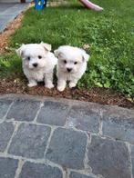 Maltezer pups, België, Maltezer, CDV (hondenziekte), 8 tot 15 weken