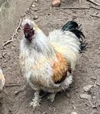 Zijdehoen haan, Dieren en Toebehoren, Pluimvee, Mannelijk, Overige soorten