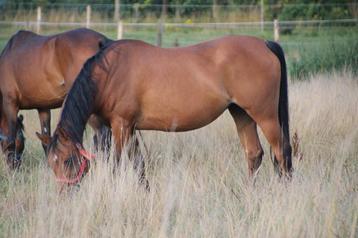 Lieve arabische merrie, als gezelschapsmaatje, wandelpaard  beschikbaar voor biedingen