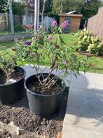 Vlinderstruik, Ophalen, Vaste plant