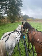 3 paarden, Dieren en Toebehoren