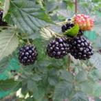 Braambes, Tuin en Terras, Ophalen