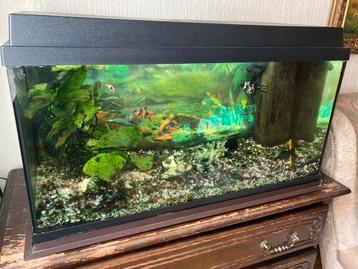 Aquarium 80 b x 35 d x 40 h beschikbaar voor biedingen