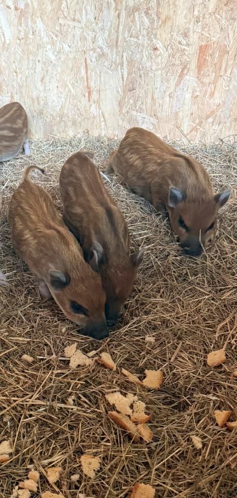 Mini Göttinger varkentjes, Dieren en Toebehoren, Knaagdieren, Mannelijk, Overige typen, Mei