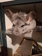 2 mooie grijze mannelijke Chinchillas te koop, Dieren en Toebehoren, Ophalen