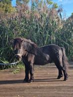 Mooie lieve hengst te koop, Dieren en Toebehoren, Hengst