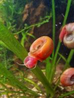 Escargots posthorn roses, Animaux & Accessoires, Poisson d'eau douce, Escargot ou Mollusque