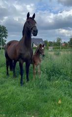 Kweekmerrie internationaal gesprongen, Dieren en Toebehoren, Paarden, Merrie