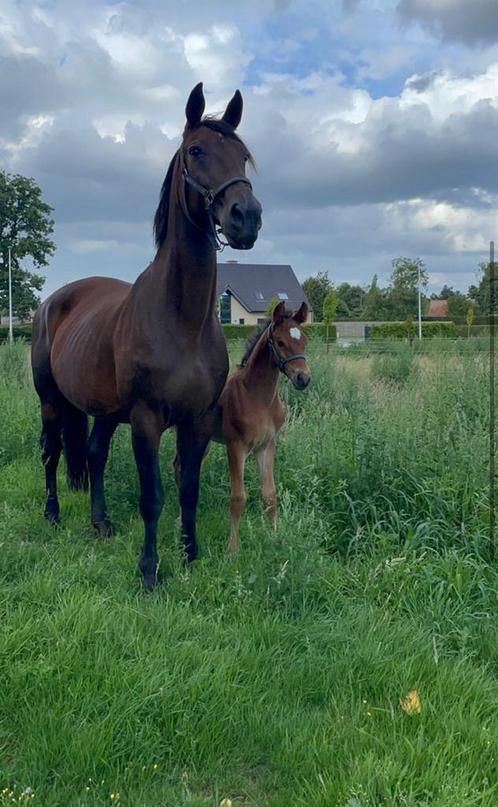 Kweekmerrie internationaal gesprongen, Dieren en Toebehoren, Paarden, Merrie