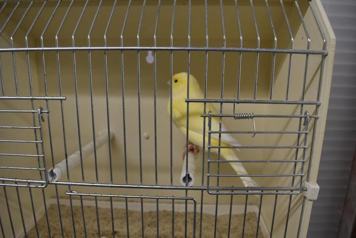 2 mannen  split voor wit  kbof geringd 2025, Dieren en Toebehoren, Vogels | Kanaries, Kleurkanarie, Mannelijk